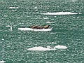 Alaska Wildlife-71